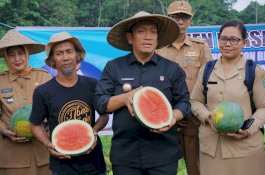 Bupati Luwu Timur Panen Semangka Non Biji di Kebun Berkah Desa Wonorejo Timur