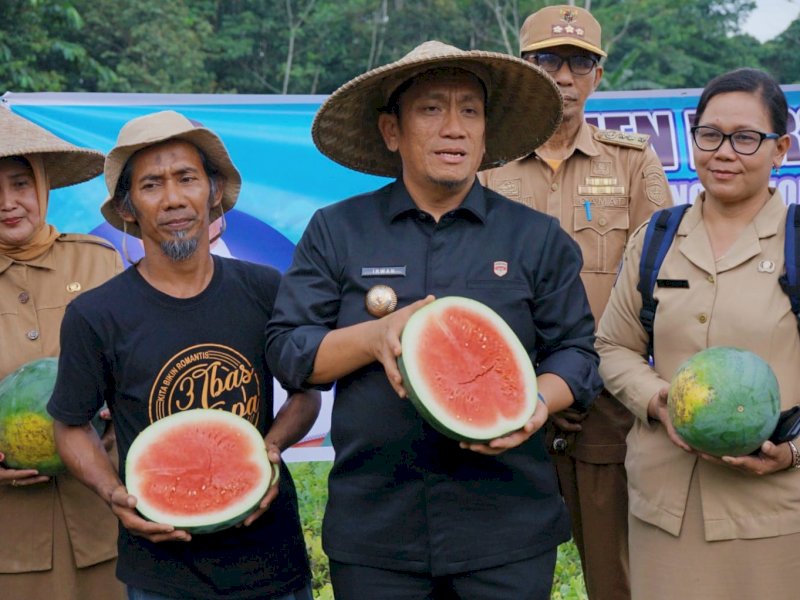Bupati Luwu Timur, Irwan Bachri Syam, secara resmi membuka kegiatan panen raya semangka non biji dan acara syukuran di Kebun Berkah, Desa Wonorejo Timur, Kecamatan Mangkutana, Selasa (22/07/2025). @Jejakfakta/dok. Humas Pemkab Lutim