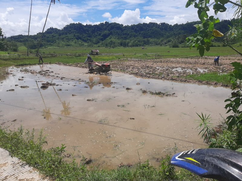 Petani di wilayah Sebrang Sungai, khususnya di Desa Pinang dan Desa Lebang, Kecamatan Cendana, Kabupaten Enrekang mengeluhkan belum adanya bantuan alat mesin pertanian (alsintan) jenis traktor roda empat (R4) dari pemerintah daerah. @Jejakfakta/dok. Istimewa