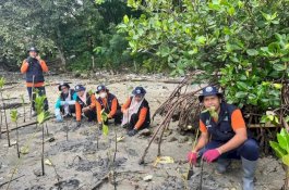 Mangrove Jadi Benteng Alami, Upaya Nyata Lindungi Pesisir Suppa dari Abrasi