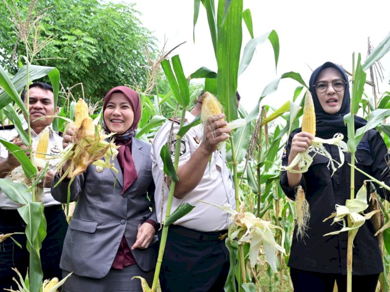 Wakil Wali Kota Makassar, Aliyah Mustika Ilham, menghadiri kegiatan Panen Raya Ketahanan Pangan di Sarana Asimilasi dan Edukasi (SAE) Lapas Kelas I Makassar, Kamis (15/1/2026). @Jejakfakta/dok. Humas Pemkot Makassar