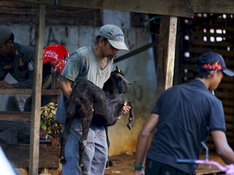 Sebanyak tujuh lapak kambing semi permanen yang tersebar di Jalan Lamuru dan Jalan Sembilan, Kelurahan Bontoala, ditertibkan pada Jumat (30/1/2026). @Jejakfakta/dok. Humas Pemkot Makassar