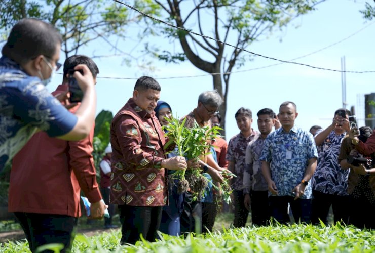 Munafri Genjot Urban Farming dari Lorong ke Kota, Targetkan Makassar Mandiri Pangan