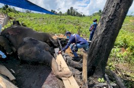 Gajah dan Harimau Mati di Seblat, Desakan Naikkan Status Kawasan Jadi Suaka Margasatwa