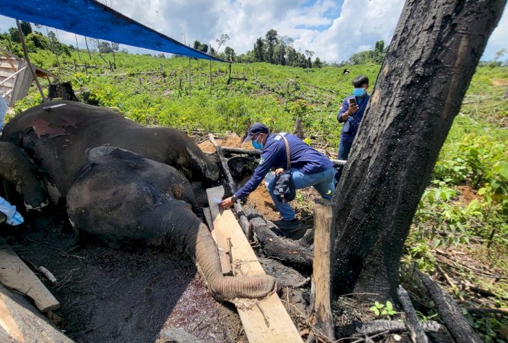 Gajah dan Harimau Mati di Seblat, Desakan Naikkan Status Kawasan Jadi Suaka Margasatwa