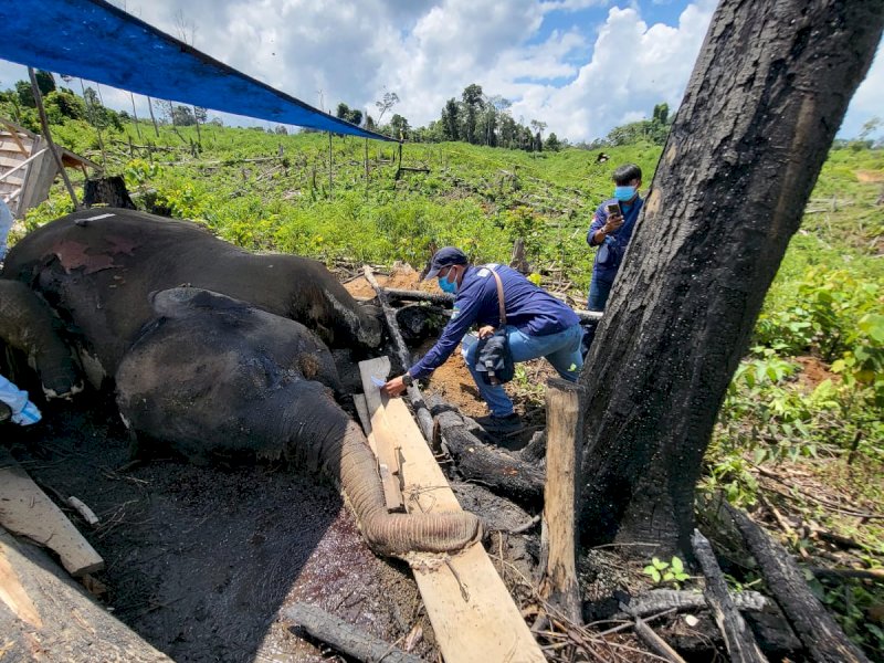 Dua ekor gajah Sumatera dan seekor harimau Sumatera di kawasan hutan negara Bentang Alam Seblat. @Jejakfakta/dok. Linkar Inisiatif