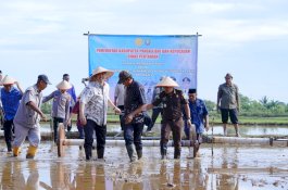 Pangkep Terapkan Pertanian Modern PM-AAS, Target Produksi Padi Naik hingga 9 Ton per Hektare