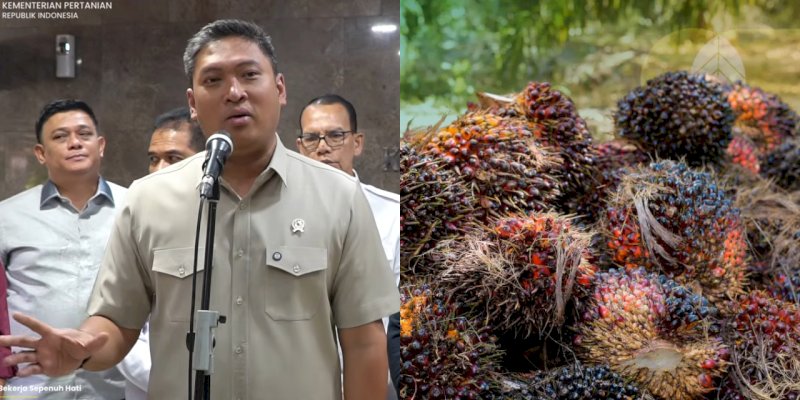 Wamentan Gerak Cepat Atasi Anjloknya Harga TBS Sawit, Panggil Industri dan Satgas Pangan Polri