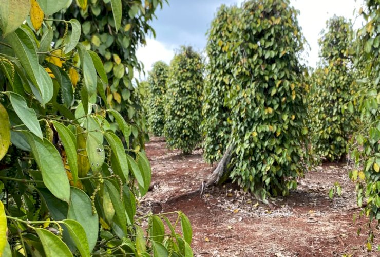 WALHI Soroti Operasi Gakkum di Loeha Raya, Sebut Ada Kepentingan Vale di Balik Penangkapan Petani