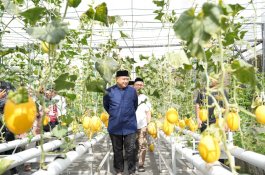 Wali Kota Appi Panen Melon di Bukit Baruga, Urban Farming Masjid Bin Baz Bakal Jadi Percontohan