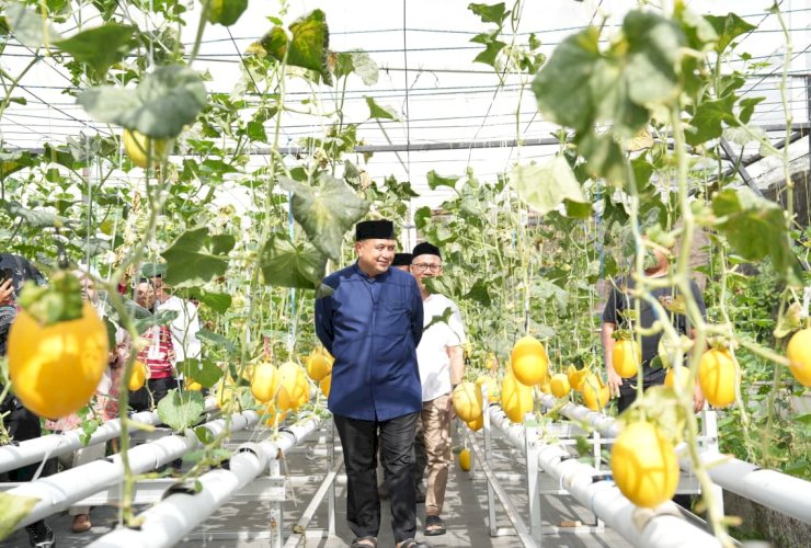 Wali Kota Appi Panen Melon di Bukit Baruga, Urban Farming Masjid Bin Baz Bakal Jadi Percontohan