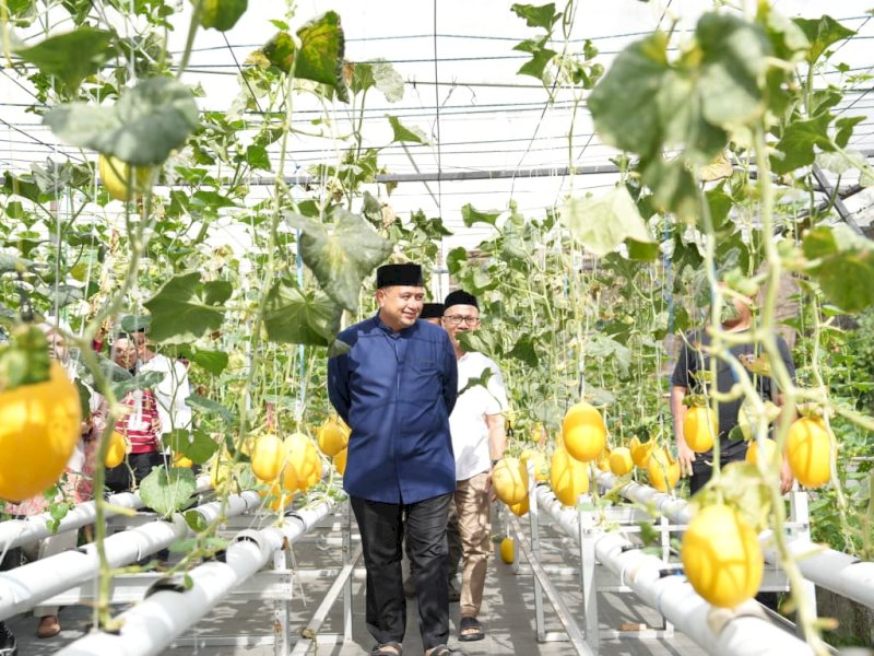 Wali Kota Makassar, Munafri Arifuddin alias Appi, menghadiri langsung kegiatan panen melon di kawasan urban farming Masjid Bin Baz, Bukit Baruga, Jumat (3/9/2026). @Jejakfakta/dok. Humas Pemkot Makassar