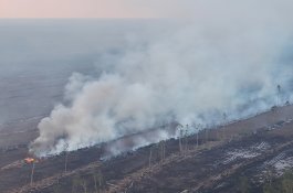 Klaim Setop Buka Hutan untuk Pangan Dipertanyakan, WALHI Soroti Proyek Merauke hingga Food Estate