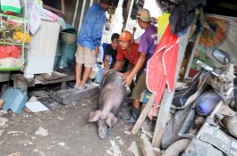 Setelah 6 Bulan Mediasi, Pemkot Makassar Fasilitasi Relokasi 1.200 Ternak Babi di Panaikang