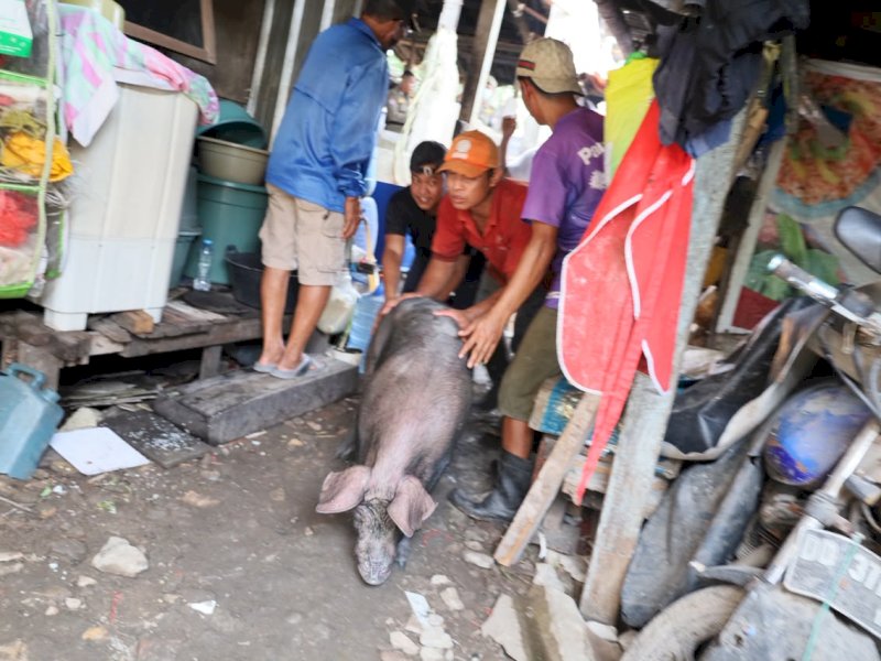 Relokasi ternak babi dari kawasan permukiman Jalan Kesadaran, Kelurahan Panaikang, Kecamatan Panakkukang, Senin (12/10/2026). @Jejakfakta/dok. Humas Pemkot Makassar